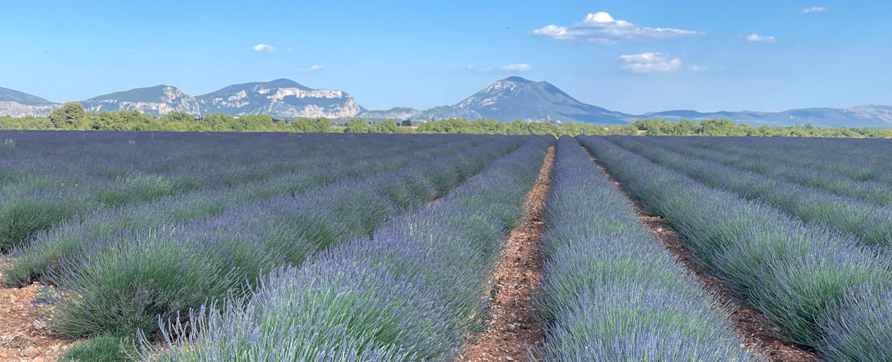 Lavendelfeld Plateau de Valensole (Provence) Lavendelfeld