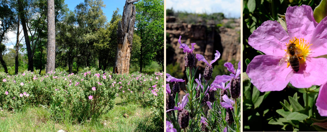 Typische Flora der Provence: Zistrose und Schopflavendel Flora der Provence: Zistrosen, Schopflavendel