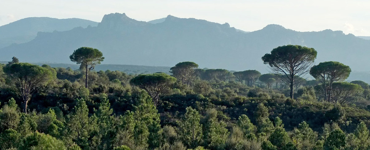 Pinienwald und Macchia vor dem Rocher de Roquebrune Pinienwälder und Macchia